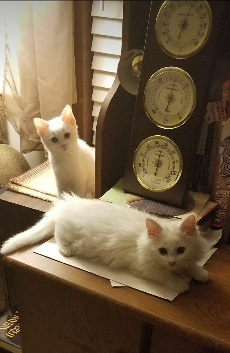 The Times Cutest Pets of Winter 2018